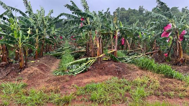 Thousands of banana trees have been destroyed by Cyclone Jasper at Ausgrow's banana farm near Innisfail. (Supplied: Antony Joseph)