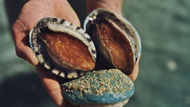 Taste of the sea: Ocean Road ships vac-packed ready-to-eat abalone for home cooks from its Port Fairy base.