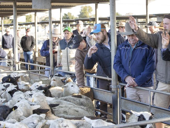 LIVESTOCK: Bendigo Sheep and Lamb salePICTURED: Bendigo Sheep and Lamb sale. Generic sheep. Stock Photo. Saleyards. Market Lambs.Picture: Zoe Phillips