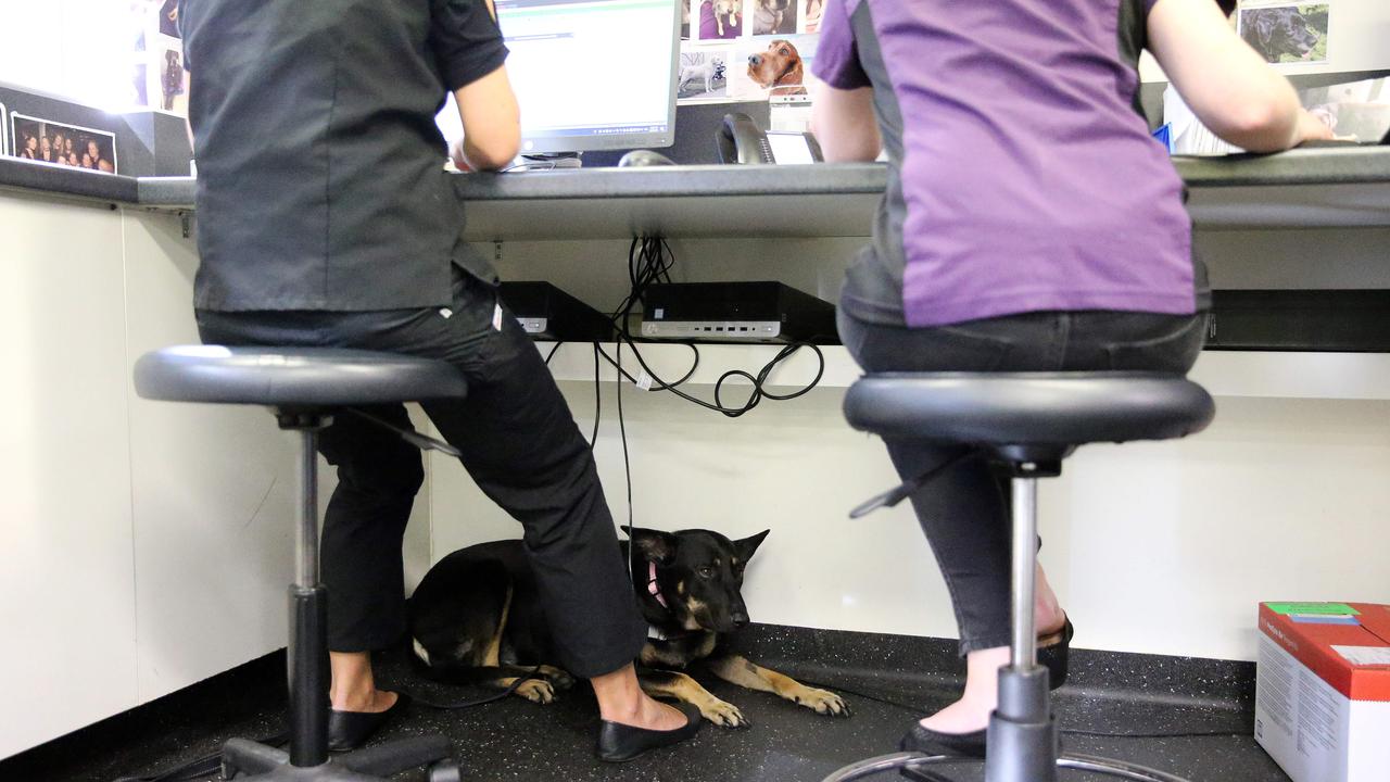 Ms Logie said Molly had a favourite spot under the nurses desk in the oncology ward and sat there during every appointment. Her beloved dog is now in remission. Picture: Tim Hunter.