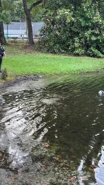 Alligator Spotted at Golf Course With Soccer Ball Lodged in Mouth
