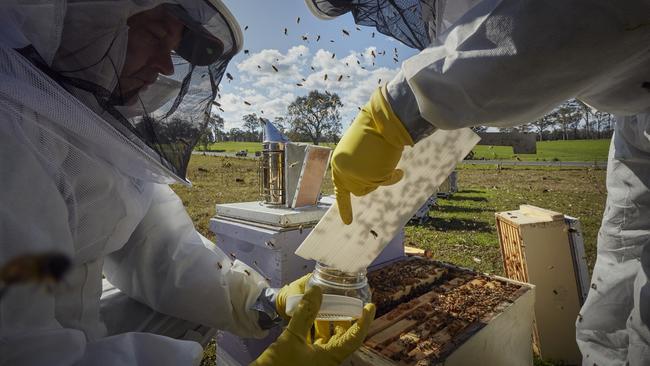 EMBARGO FOR TWAM 06 AUGUST 2022. FEE MAY APPLY.  Varroa mite: Peter O'Shanessy and David Dean take examine hives and take bee samples for testing, near Paterson, NSW Central Coast, 13 July, 2022. TWAM/Nick Cubbin