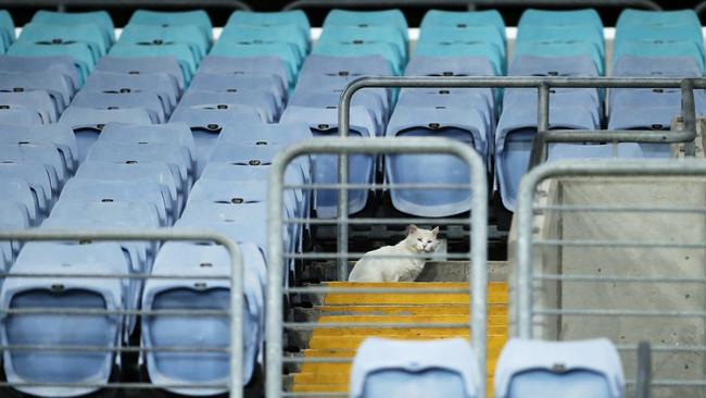 A cat is the empty stands during the Canterbury Bulldogs and North Queensland Cowboys match at ANZ Stadium in March last year.