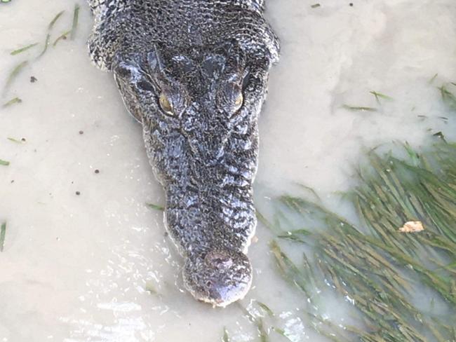 A saltwater crocodile spotted on the Yellow Water cruise in Kakadu. Picture: Supplied.