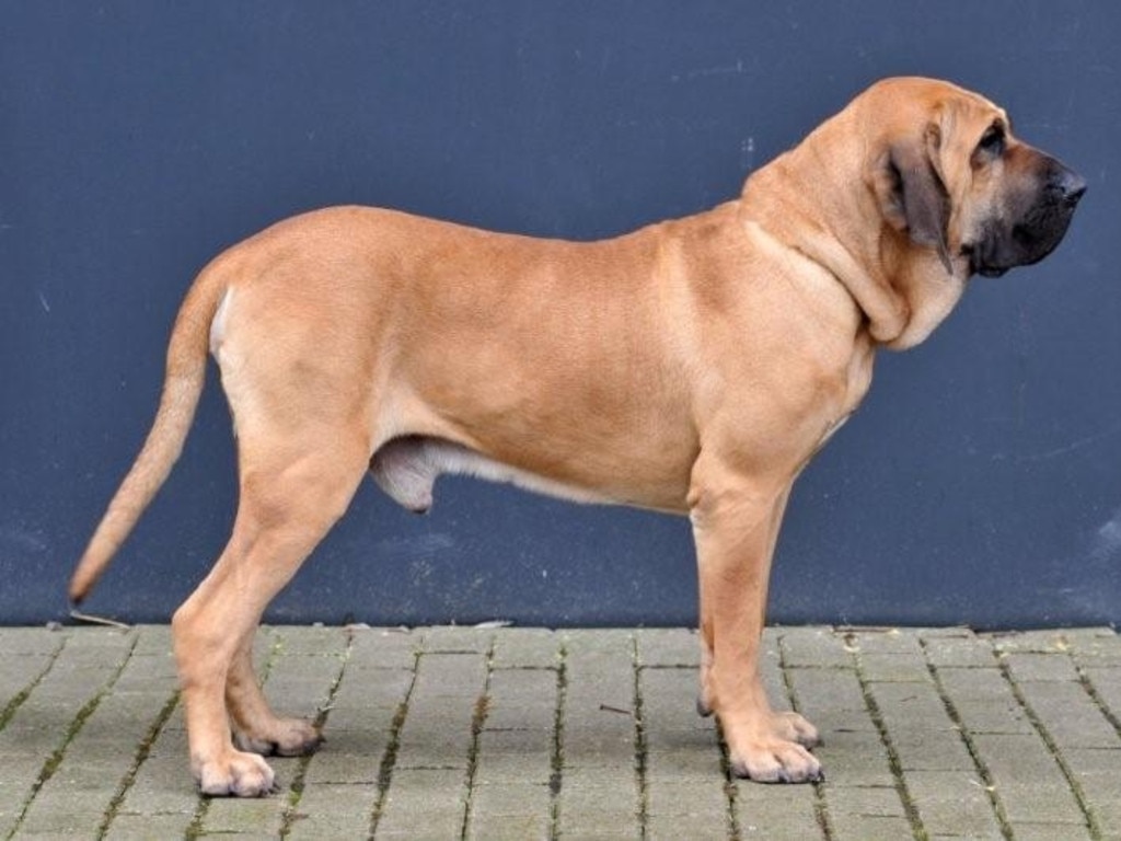 The fila brasileiro breed is also now banned in Queensland. Picture: Wikicommons