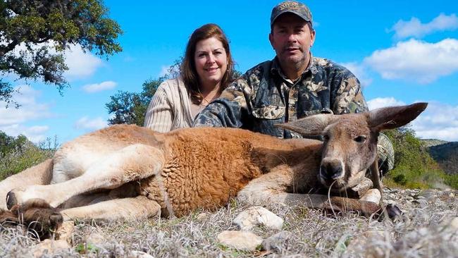 Americans are paying $10,000 a piece to 'trophy hunt' big red kangaroos in Texas. Picture: Ox Ranch/Instagram