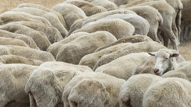 Sheep are now out of favour with an increasing number of producers.