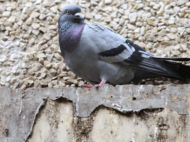 Tenants at the Horace Petty Estate in South Yarra have been complaining about a bird-poo "epidemic" that is making it extremely difficult to see out their windows, but the Office of Housing is refusing to clean them, saying it's too expensive. Pictured is resident Ana Rufatt-Ruiz one of the unhappy tenants Picture: Mark Wilson