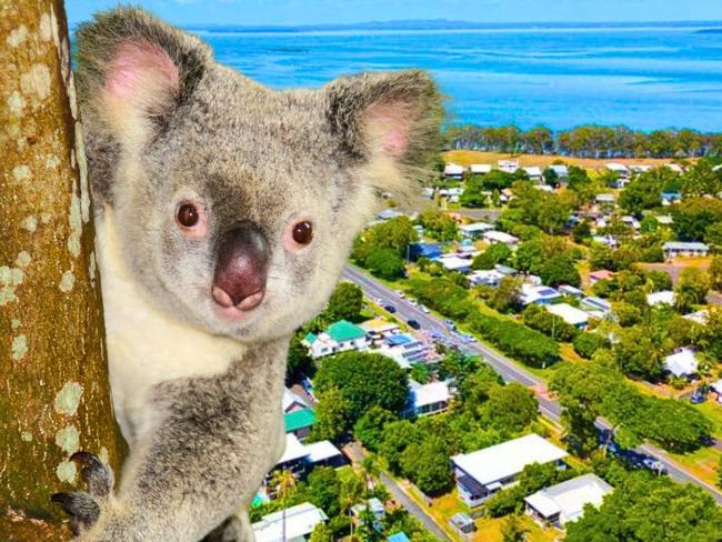 Koalas mauled to death by dogs on Straddie triggers call for harsher penalties