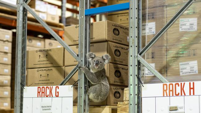 Lumi was found hiding out at the Aqualuma LED Lighting warehouse in Helensvale. Photo: Supplied.