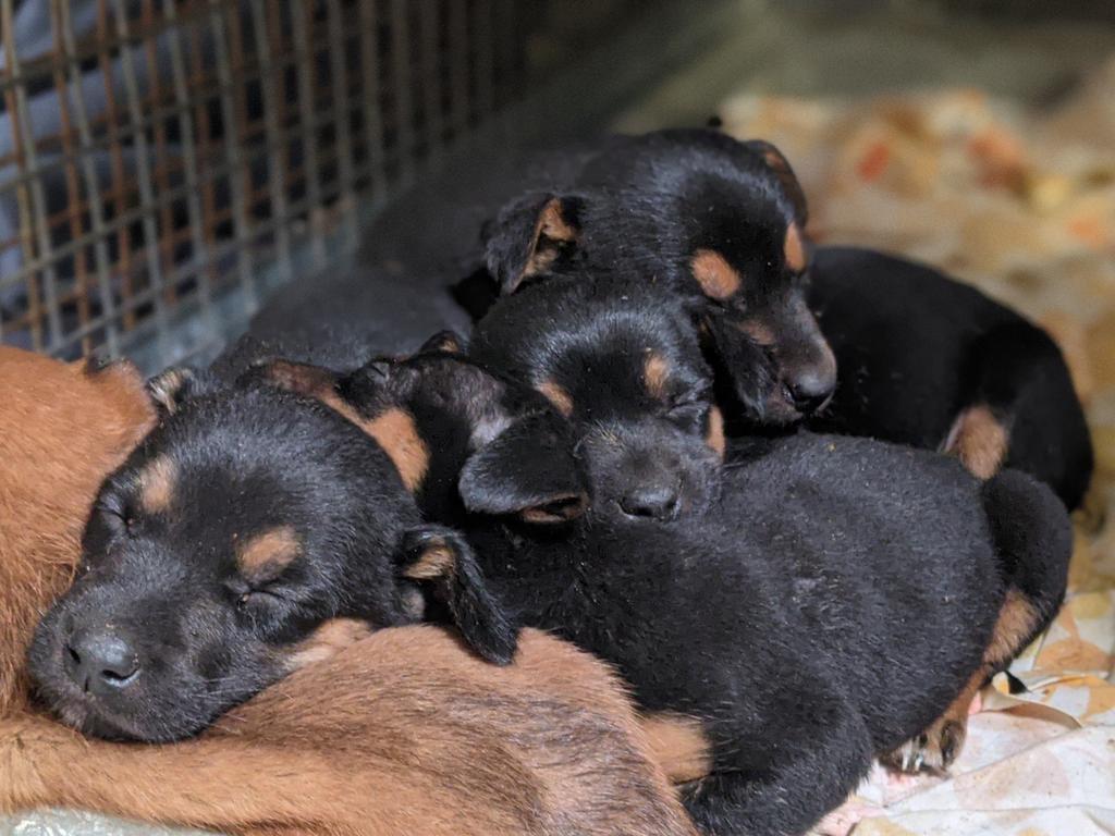 After being rescued, the puppies were taken in at the RSPCA Lonsdale shelter. Picture: RSPCA SA via NCA NewsWire