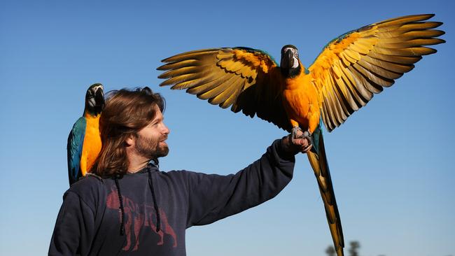 Josh Cook hand raised these Macaw birds from birth at his home in Bronte. Mango and Crush fly down to Bronte beach and have photos with people on the beach before flying back home. Picture: Toby Zerna