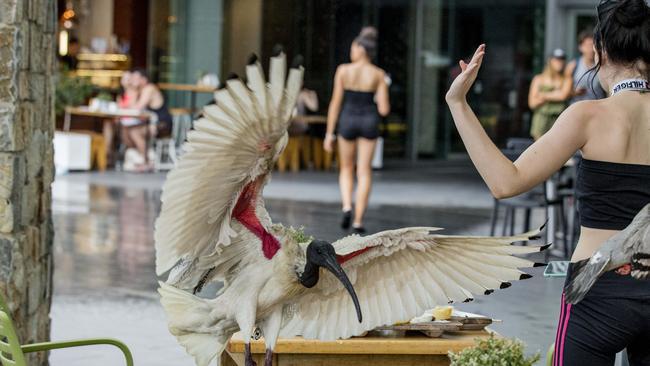 Ibis in Surfers Paradise. Picture: Jerad Williams