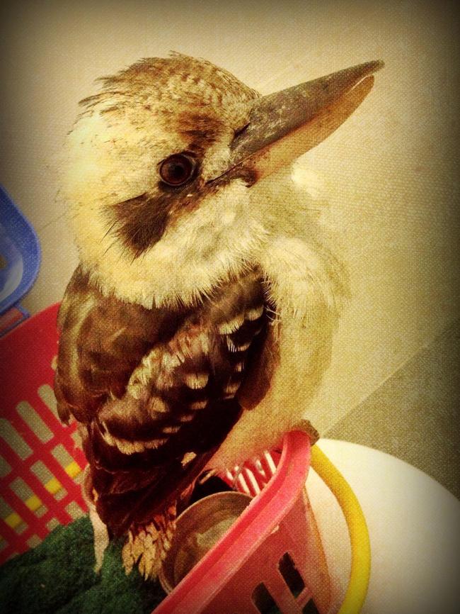 Jenna the Kookaburra was found with a concussion at Newport. She was given rest, fluids and feed for three days before she was released.