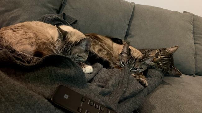 Three of the cutest Alice Springs kitties going! Makayla, Jezebel and Tabitha are three sisters, aged 2-and-a-half years old and inseparable. Picture: Katie Stroud