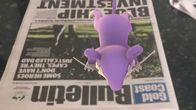 A ‘Rattata” found at Gold Coast Bulletin HQ.