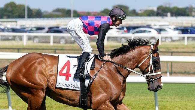 Dom To Shoot on the way to the barriers prior to the running of  the Lamaro's Hotel Futurity Stakes at Caulfield Racecourse on February 24, 2024 in Caulfield, Australia. (Photo by Scott Barbour/Racing Photos via Getty Images)