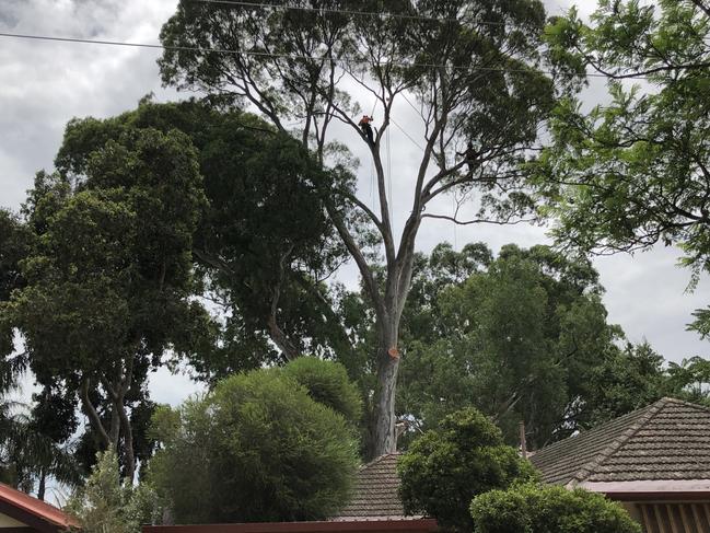500 trees in Hazelwood Park captured more than 1000 tonnes of carbon