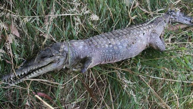 Dead croc found in Melbourne dog park 