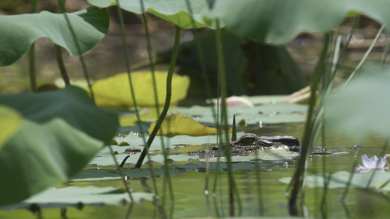 Saltwater crocodile lies amongst the lily pads in the Mary River. Picture: Amanda Parkinson