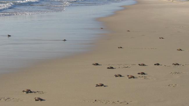 Turtle hatchlings race to reach the water on Bribie Island.