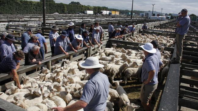 Under pressure: Store lambs go to market at Temuka in New Zealand’s South Island. The big line of shorn Romney-cross lambs pictured made from $109 to $111.