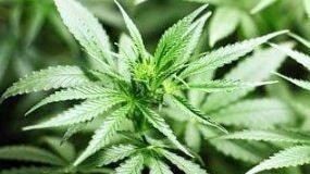 A man admitted to growing marijuana in Collinsville. Photo: File