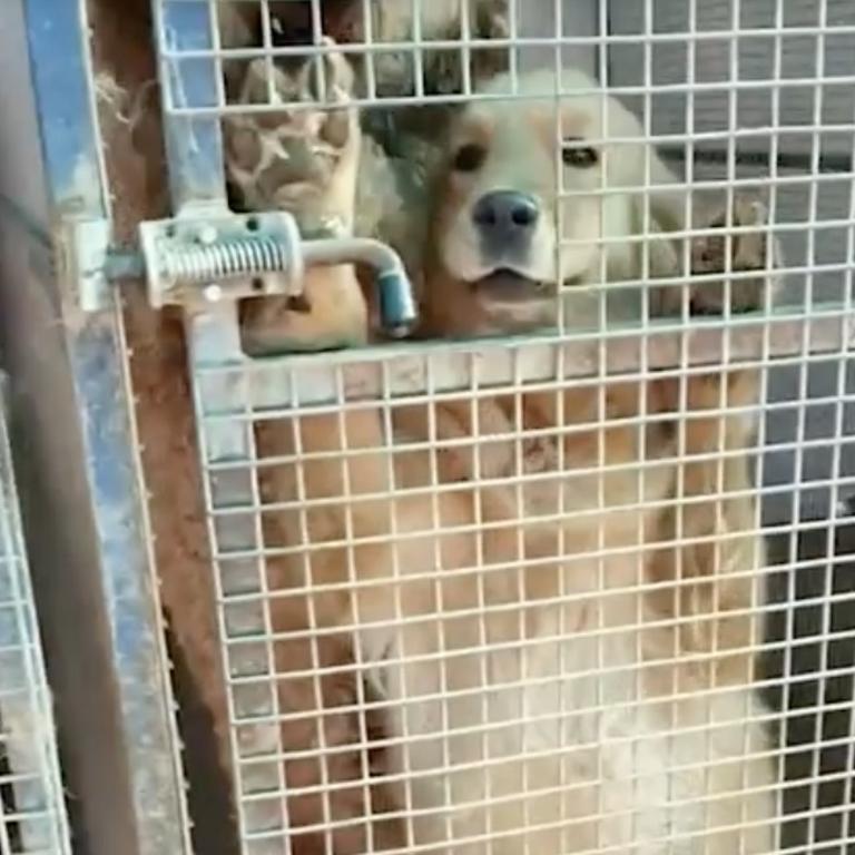 A golden retriever caged at one of the puppy farms raided by the RSPCA last week.