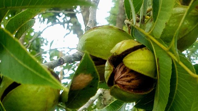 Pecans have health benefits that the Warriners hope will become better known.