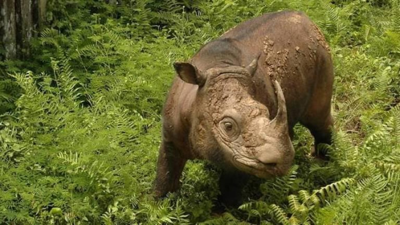 The Malay Peninsula population of the critically endangered Sumatran rhinos has been considered extinct since 2015. Picture: Facebook/WWF-Malaysia