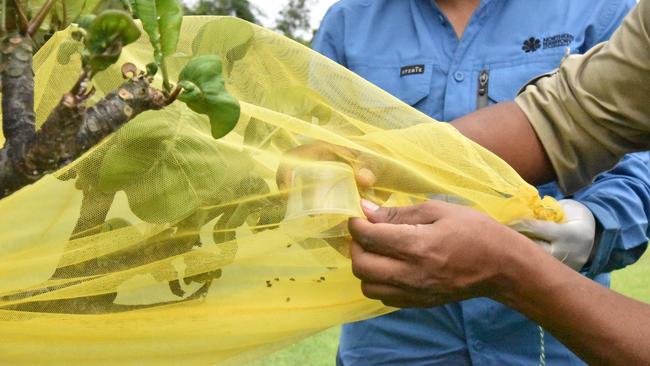 Entomologist Sachinthi Kithulgoda releases mealybug ladybirds (cryptolaemus) into a frangipani tree to target problematic mealybugs.