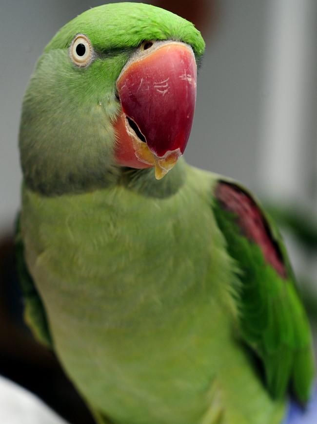 Wanted: The hunt is on for two Alexandrine parakeets.