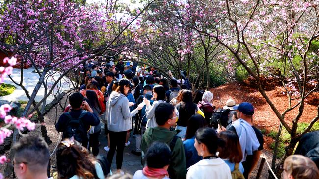 Crowds meander through the Cherry Blossom Festival for the booking-only event. Picture: Angelo Velardo