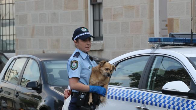 What is believed to be the accused’s dog being taken away after his arrest. Picture Rohan Kelly.