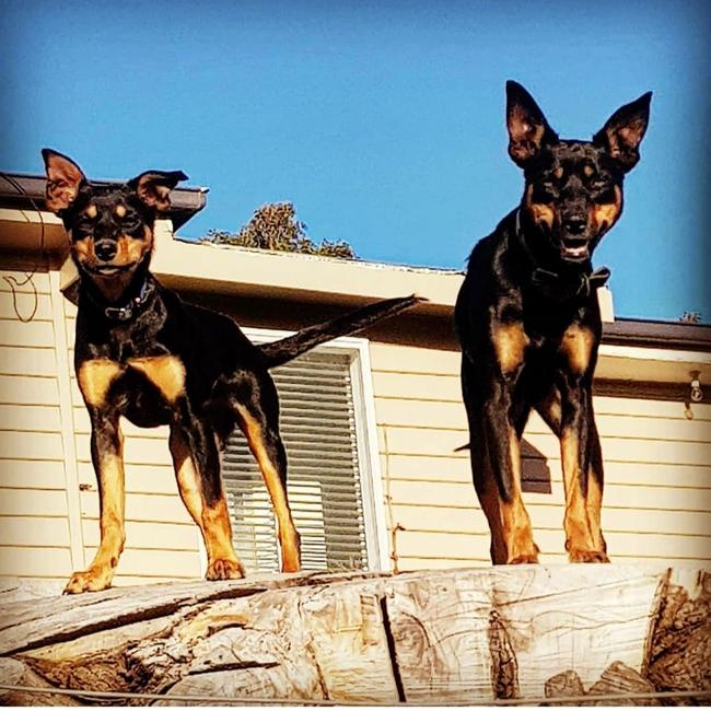 Tassie's Pawfect Pairs | Amelia Franklin: Patsy & Dixie