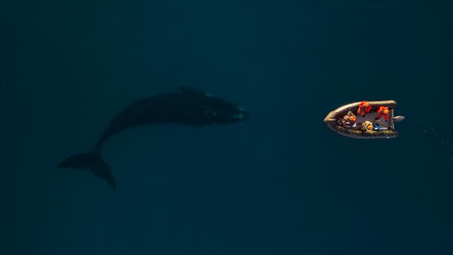 EMBARGO FOR TWAM 29 MAY 2021 FEE APPLIESTohora - Eubalaena australis (Southern Right Whale) expedition at Port Ross in the subantarctic Auckland Islands, New Zealand.August 2020.Photograph Richard Robinson © 2020.Rights managed image. No Reproduction without prior written permission.