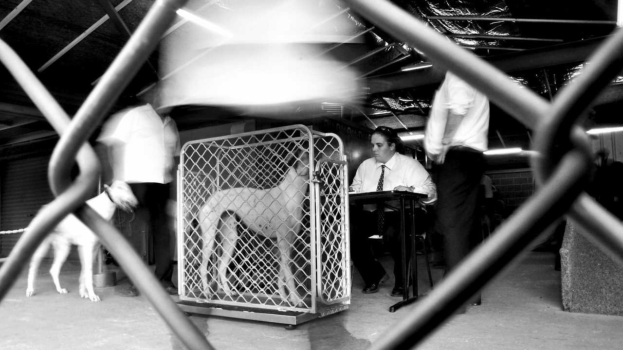 Greyhound racing has been a large part of Australian culture for many years. This photo essay explores a night at the greyhounds. It tries to capture the sights, sounds and atmosphere of this well known past time. Photo Contributed. Picture: Contributed