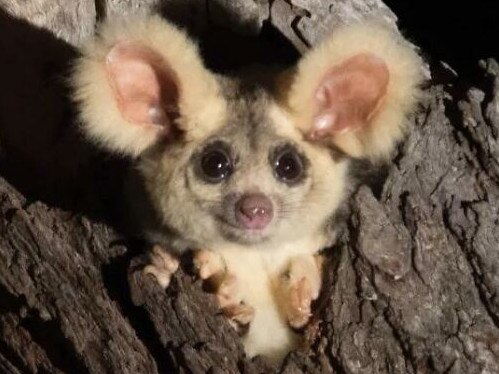 Gizmo the greater glider.