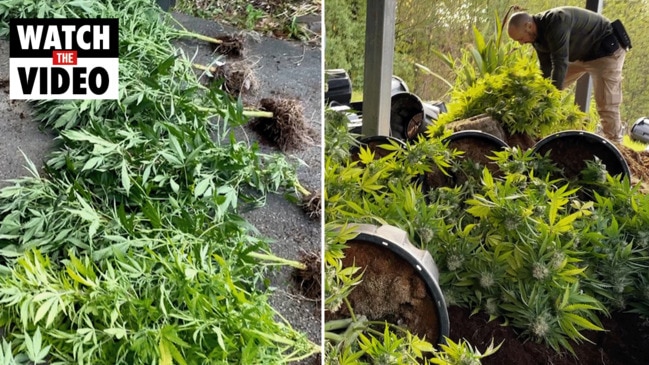 EXCLUSIVE: $750K Croydon cannabis haul