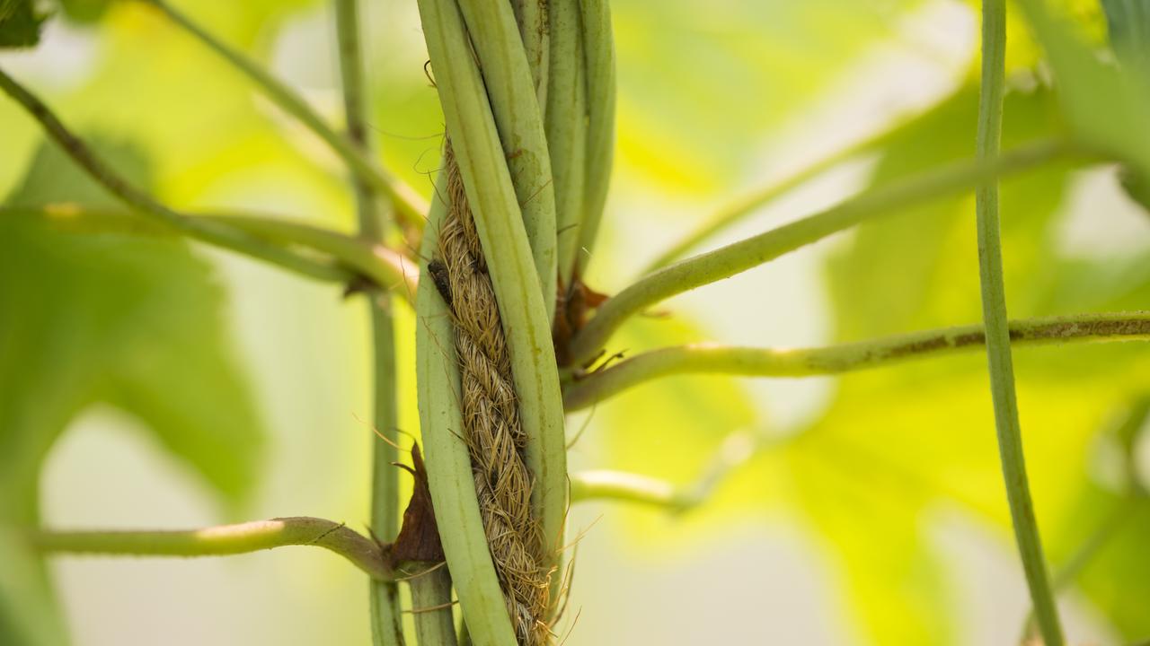 Hops grow on bines - like vines but that twist around vertical cords or wires. Picture: Zoe Phillips