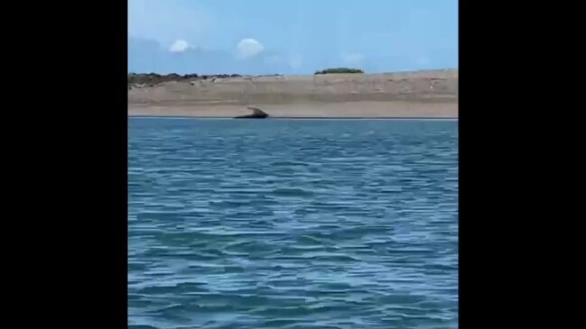 4m+ croc spotted near Midge Point boat ramp