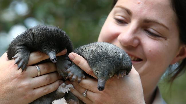 The Currumbin Wildlife Sanctuary Hospital has welcomed two little baby echidnas. Picture by Scott Fletcher