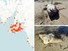 Island-size toxic mass smashes Aussie coast