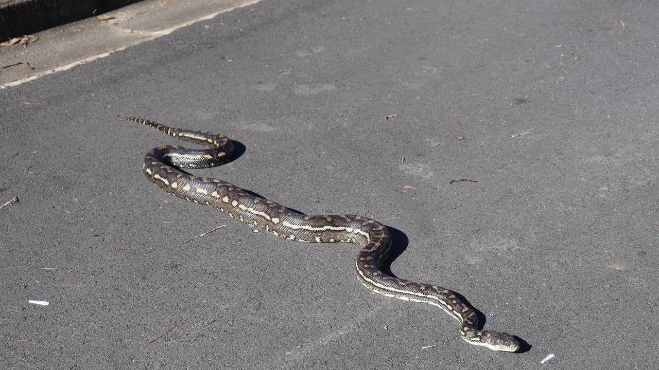 Photos of snakes have been appearing on community Facebook groups. Picture: Peter Hoare.