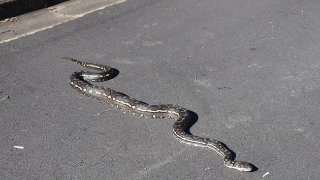 Photos of snakes have been appearing on community Facebook groups.