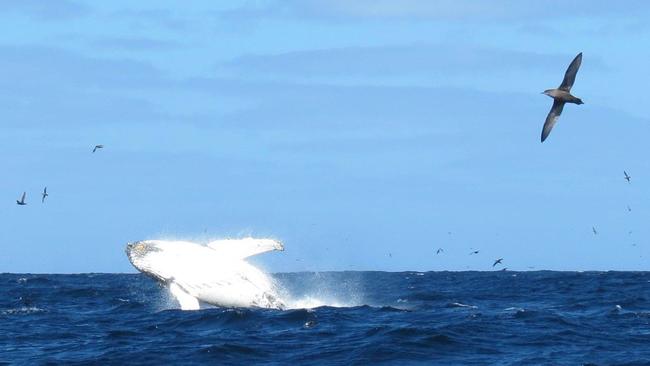 A super pod of about 100 whales were spotted near Eaglehawk Neck, Tasmania on Wednesday, October 14, 2020. Photo: Steve Scott