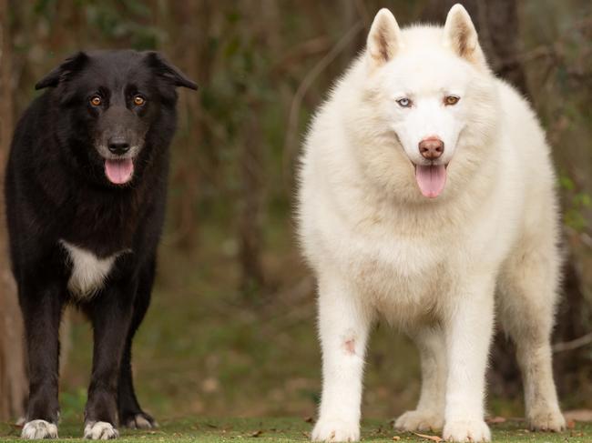 Maggie and Blaze at the AWLQ shelter in Coombabah.