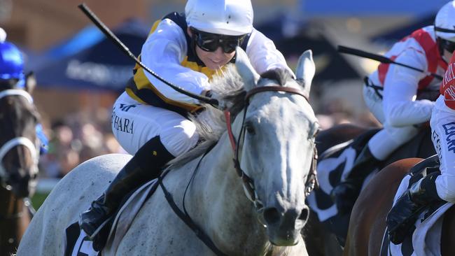 Grey Lion scored an impressive win in a recent barrier trial. Picture: AAP