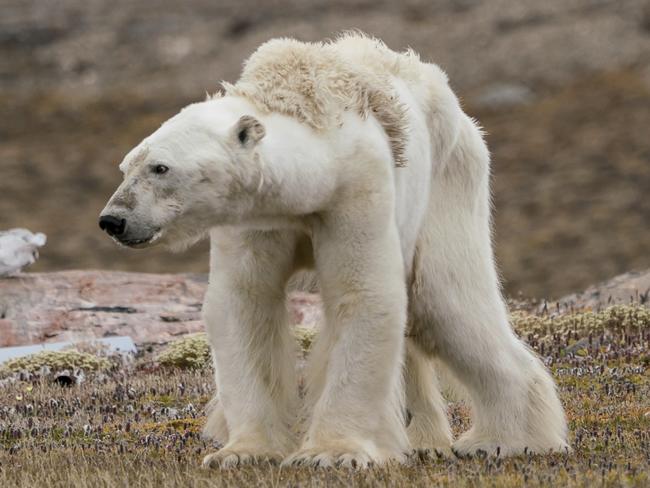 EMBARGO - FOR THURSDAY Dec 6th PAPERS. Wildlife Photographer Of The Year 2018 - Lumix People's Choice Award:   A Polar Bear’s Struggle by Justin Hofman, USA Justin’s whole body pained as he watched this starving polar bear at an abandoned hunter's camp, in the Canadian Arctic, slowly heave itself up to standing. With little, and thinning, ice to move around on, the bear is unable to search for food. MUST CREDIT : Photographer/Wildlife Photographer of the Year/Natural History Museum