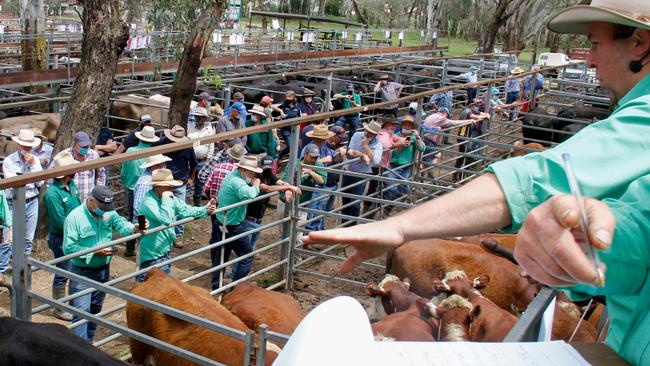 Bidding was hot for 161 cows and calves, which averaged $2684, at Myrtleford. Picture: Jenny Kelly